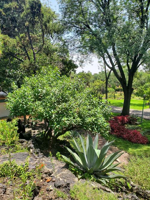 Jardín Botánico del IB-UNAM, Ciudad Universitaria, Mexico City/Ciudad de México, Mexico, September 4, 2023