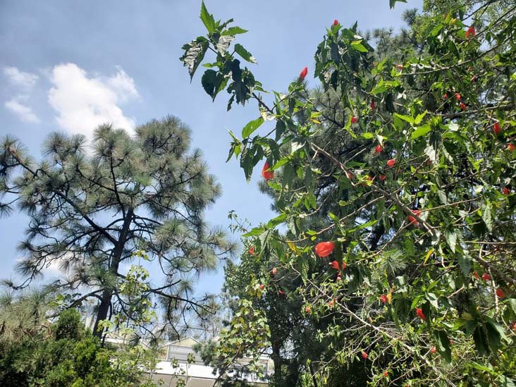 Jardín Botánico del IB-UNAM, Ciudad Universitaria, Mexico City/Ciudad de México, Mexico, September 4, 2023