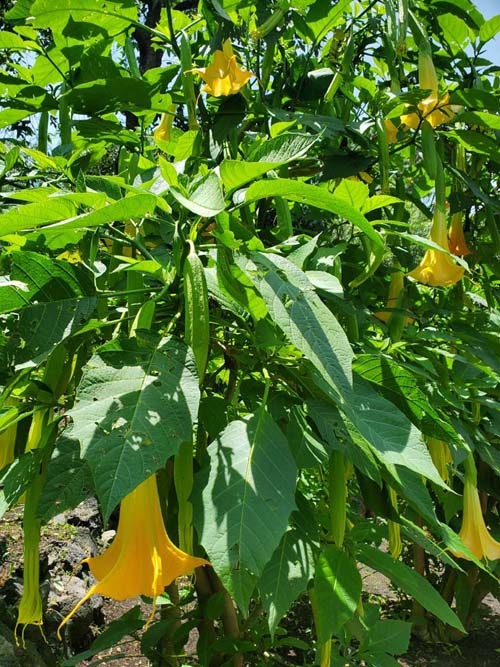 Jardín Botánico del IB-UNAM, Ciudad Universitaria, Mexico City/Ciudad de México, Mexico, September 4, 2023