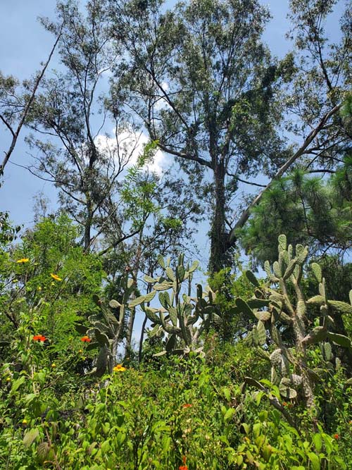 Jardín Botánico del IB-UNAM, Ciudad Universitaria, Mexico City/Ciudad de México, Mexico, September 4, 2023