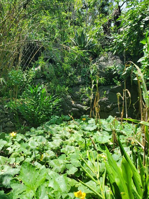 Jardín Botánico del IB-UNAM, Ciudad Universitaria, Mexico City/Ciudad de México, Mexico, September 4, 2023