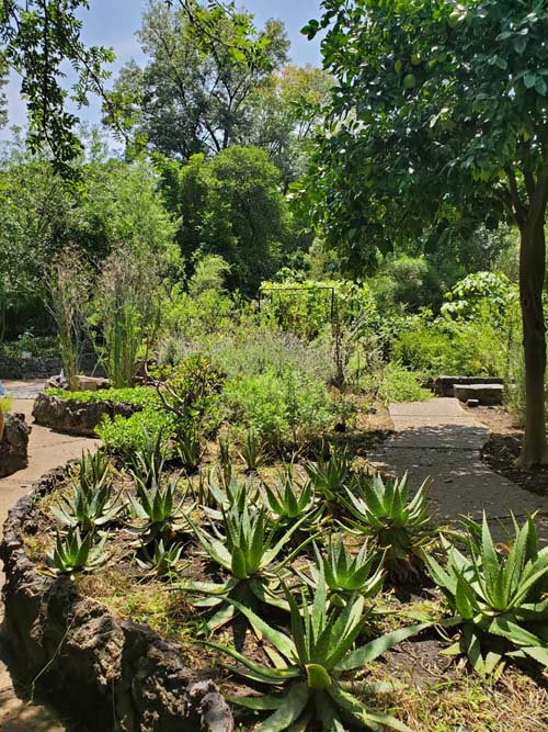 Jardín Botánico del IB-UNAM, Ciudad Universitaria, Mexico City/Ciudad de México, Mexico, September 4, 2023