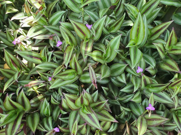 Jardín Botánico del IB-UNAM, Ciudad Universitaria, Mexico City/Ciudad de México, Mexico, September 4, 2023
