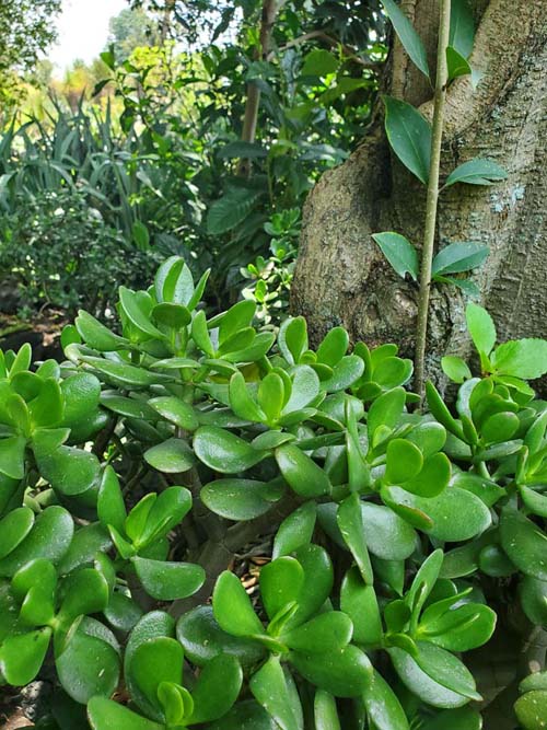 Jardín Botánico del IB-UNAM, Ciudad Universitaria, Mexico City/Ciudad de México, Mexico, September 4, 2023