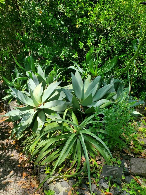 Jardín Botánico del IB-UNAM, Ciudad Universitaria, Mexico City/Ciudad de México, Mexico, September 4, 2023