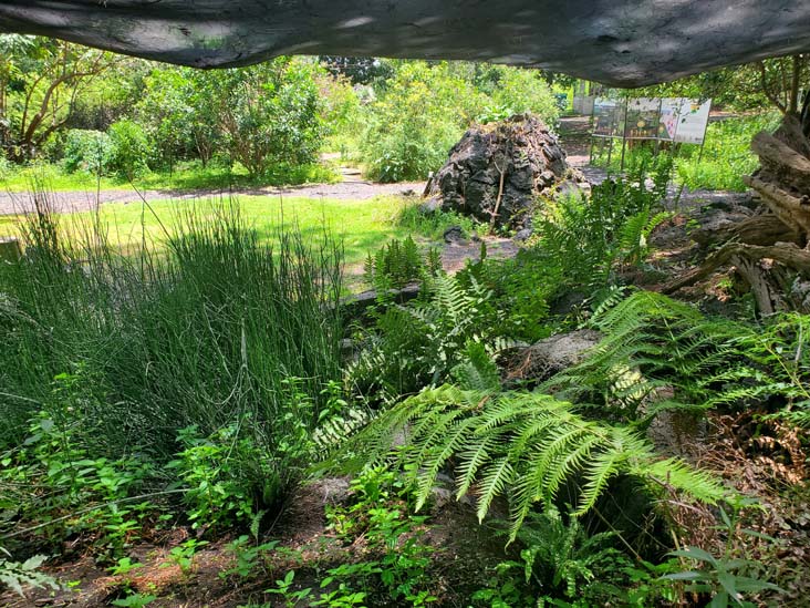 Jardín Botánico del IB-UNAM, Ciudad Universitaria, Mexico City/Ciudad de México, Mexico, September 4, 2023