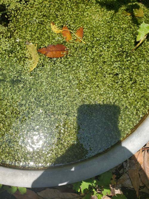 Jardín Botánico del IB-UNAM, Ciudad Universitaria, Mexico City/Ciudad de México, Mexico, September 4, 2023