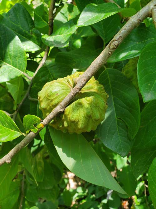 Jardín Botánico del IB-UNAM, Ciudad Universitaria, Mexico City/Ciudad de México, Mexico, September 4, 2023