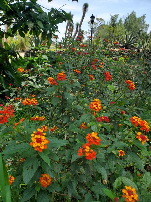 Jardín Botánico del IB-UNAM, Ciudad Universitaria, Mexico City/Ciudad de México, Mexico, September 4, 2023
