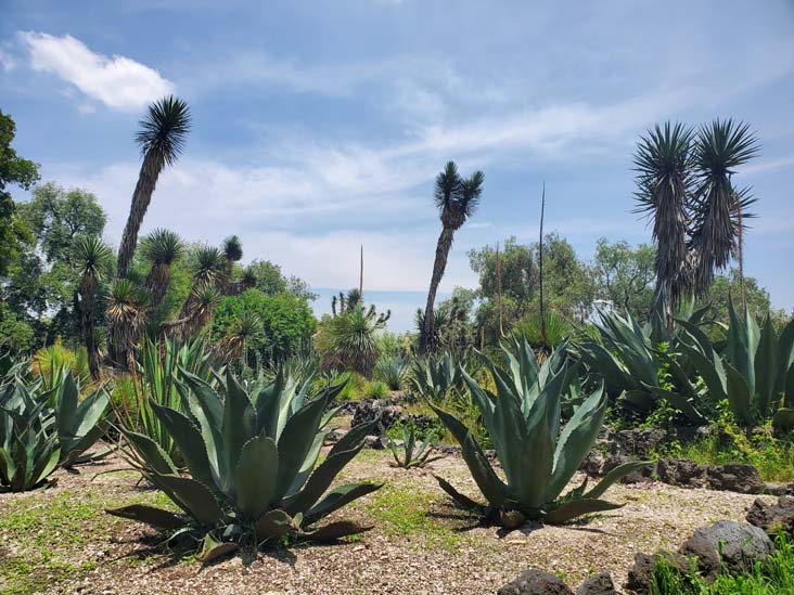 Jardín Botánico del IB-UNAM, Ciudad Universitaria, Mexico City/Ciudad de México, Mexico, September 4, 2023
