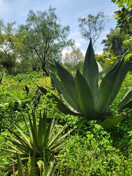 Jardín Botánico del IB-UNAM, Ciudad Universitaria, Mexico City/Ciudad de México, Mexico, September 4, 2023