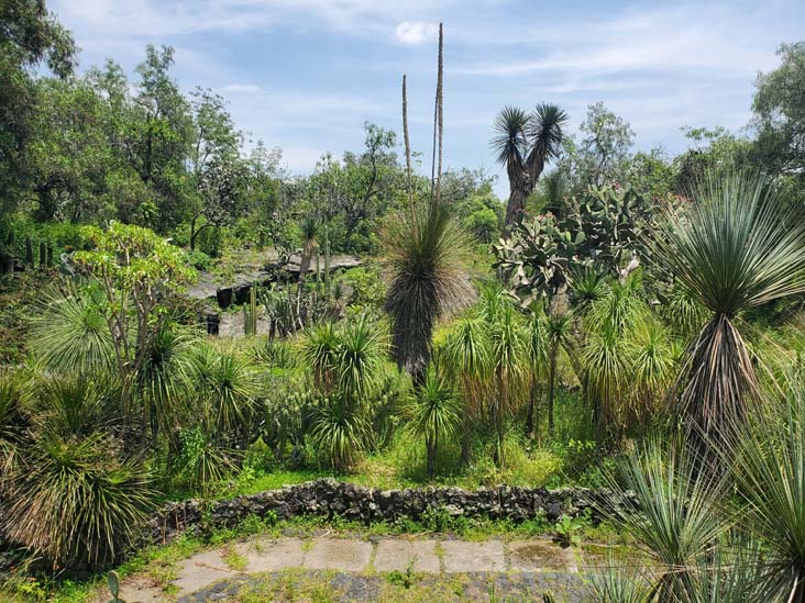 Jardín Botánico del IB-UNAM, Ciudad Universitaria, Mexico City/Ciudad de México, Mexico, September 4, 2023