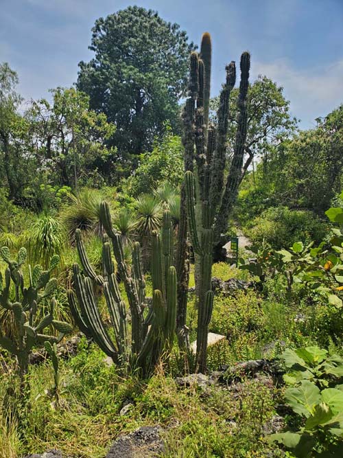 Jardín Botánico del IB-UNAM, Ciudad Universitaria, Mexico City/Ciudad de México, Mexico, September 4, 2023