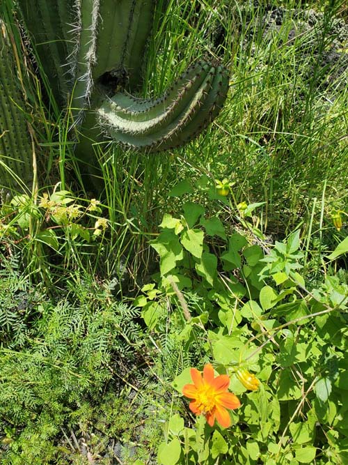 Jardín Botánico del IB-UNAM, Ciudad Universitaria, Mexico City/Ciudad de México, Mexico, September 4, 2023