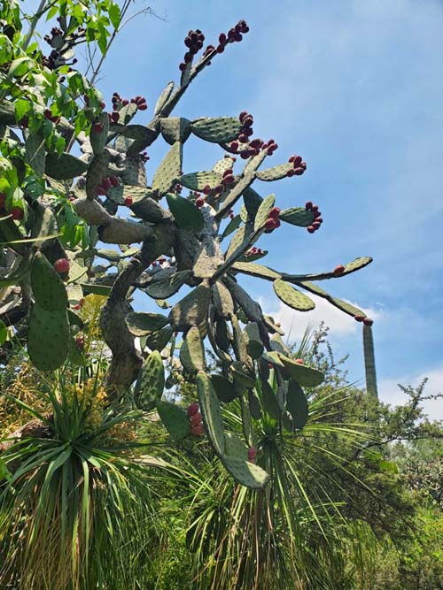 Jardín Botánico del IB-UNAM, Ciudad Universitaria, Mexico City/Ciudad de México, Mexico, September 4, 2023