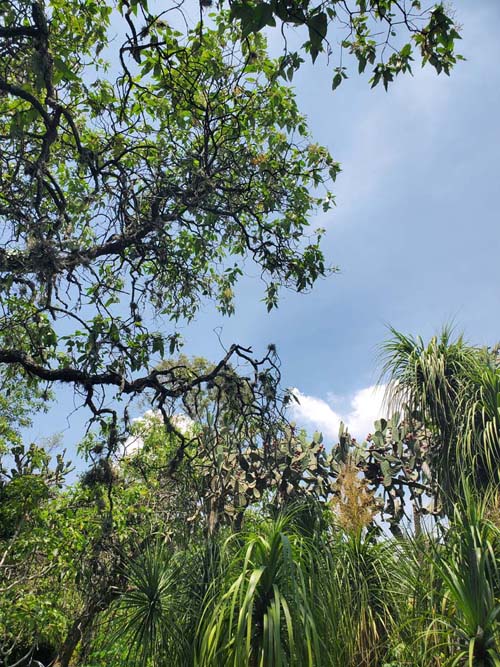 Jardín Botánico del IB-UNAM, Ciudad Universitaria, Mexico City/Ciudad de México, Mexico, September 4, 2023