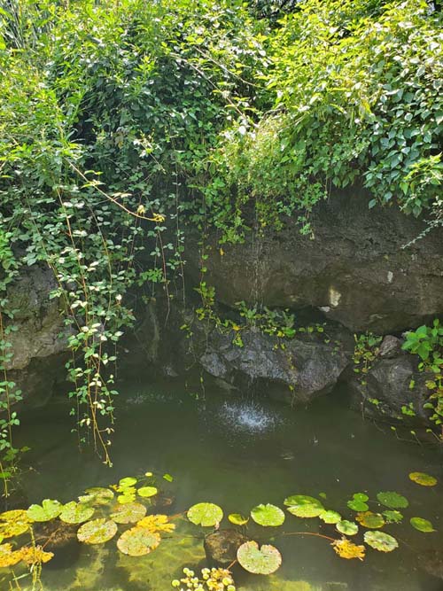 Jardín Botánico del IB-UNAM, Ciudad Universitaria, Mexico City/Ciudad de México, Mexico, September 4, 2023