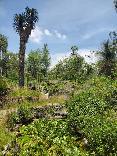 Jardín Botánico del IB-UNAM, Ciudad Universitaria, Mexico City/Ciudad de México, Mexico, September 4, 2023