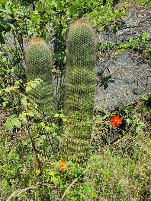 Jardín Botánico del IB-UNAM, Ciudad Universitaria, Mexico City/Ciudad de México, Mexico, September 4, 2023