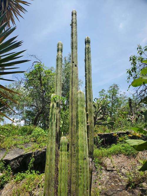 Jardín Botánico del IB-UNAM, Ciudad Universitaria, Mexico City/Ciudad de México, Mexico, September 4, 2023