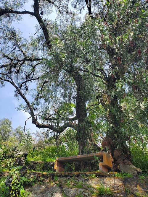 Jardín Botánico del IB-UNAM, Ciudad Universitaria, Mexico City/Ciudad de México, Mexico, September 4, 2023