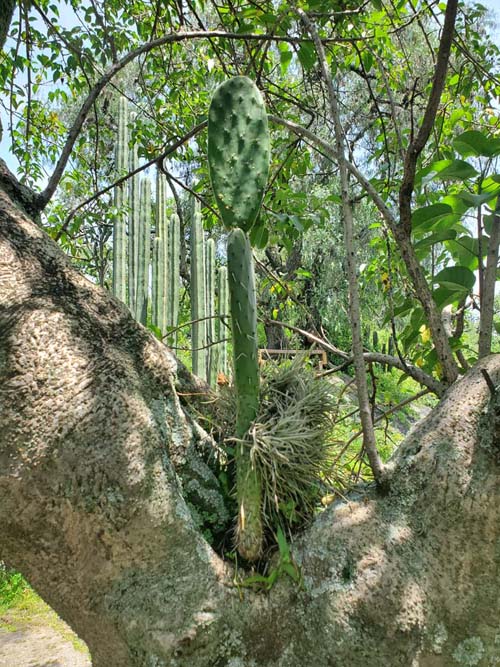 Jardín Botánico del IB-UNAM, Ciudad Universitaria, Mexico City/Ciudad de México, Mexico, September 4, 2023