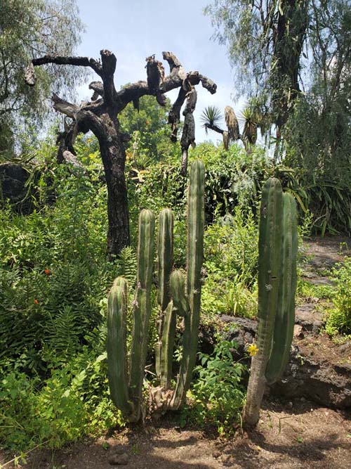 Jardín Botánico del IB-UNAM, Ciudad Universitaria, Mexico City/Ciudad de México, Mexico, September 4, 2023