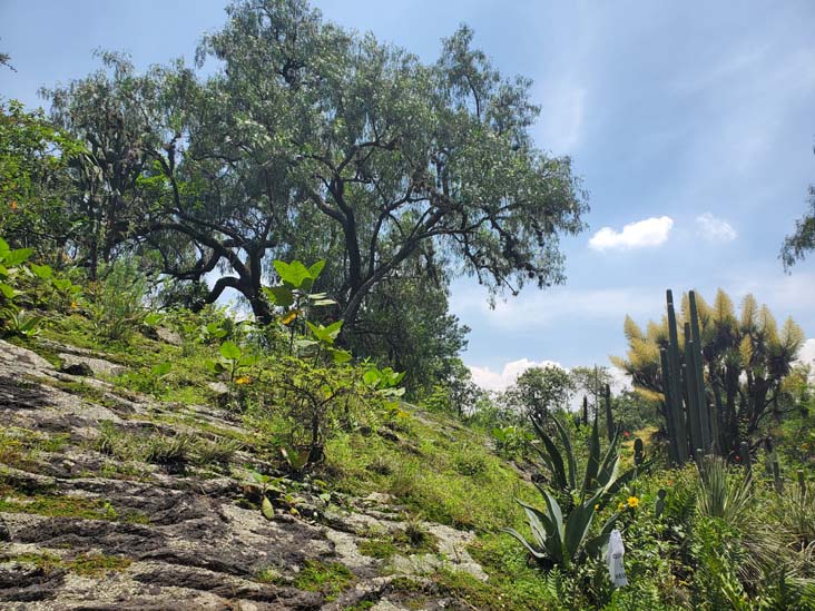 Jardín Botánico del IB-UNAM, Ciudad Universitaria, Mexico City/Ciudad de México, Mexico, September 4, 2023
