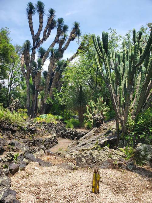 Jardín Botánico del IB-UNAM, Ciudad Universitaria, Mexico City/Ciudad de México, Mexico, September 4, 2023