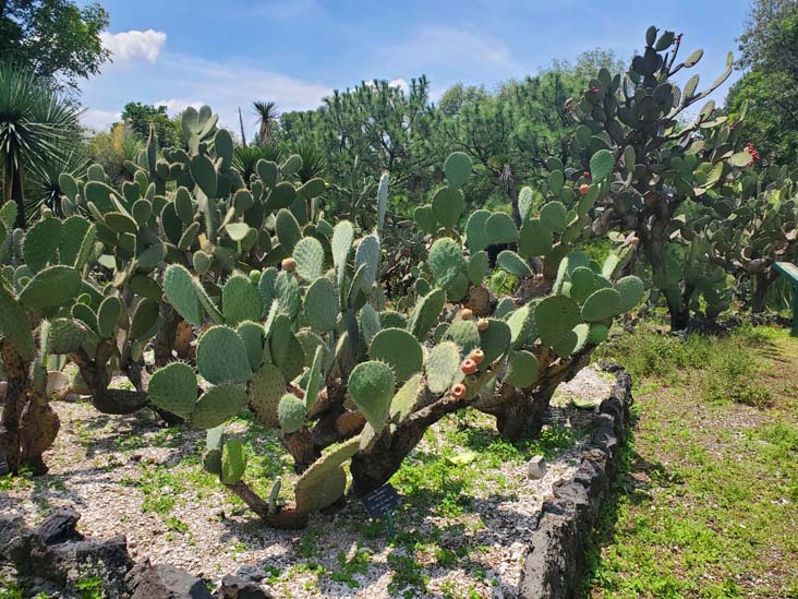Jardín Botánico del IB-UNAM, Ciudad Universitaria, Mexico City/Ciudad de México, Mexico, September 4, 2023