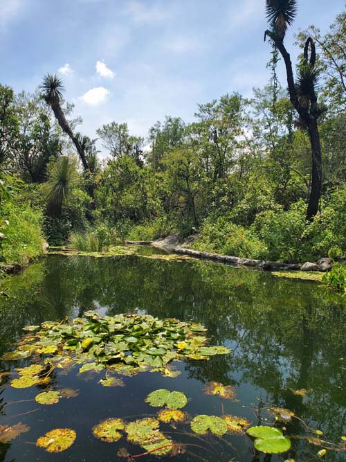 Jardín Botánico del IB-UNAM, Ciudad Universitaria, Mexico City/Ciudad de México, Mexico, September 4, 2023
