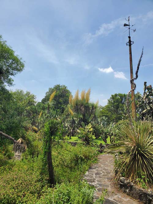 Jardín Botánico del IB-UNAM, Ciudad Universitaria, Mexico City/Ciudad de México, Mexico, September 4, 2023