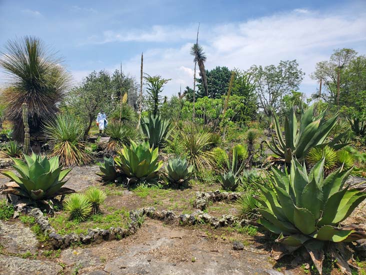 Jardín Botánico del IB-UNAM, Ciudad Universitaria, Mexico City/Ciudad de México, Mexico, September 4, 2023