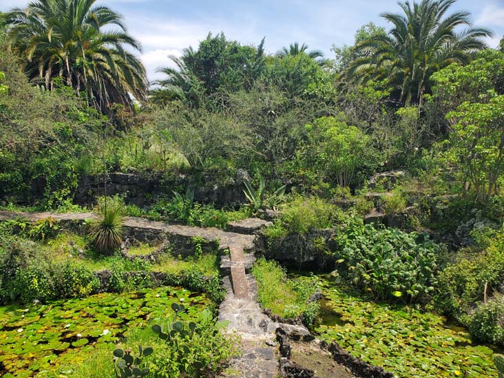 Jardín Botánico del IB-UNAM, Ciudad Universitaria, Mexico City/Ciudad de México, Mexico, September 4, 2023