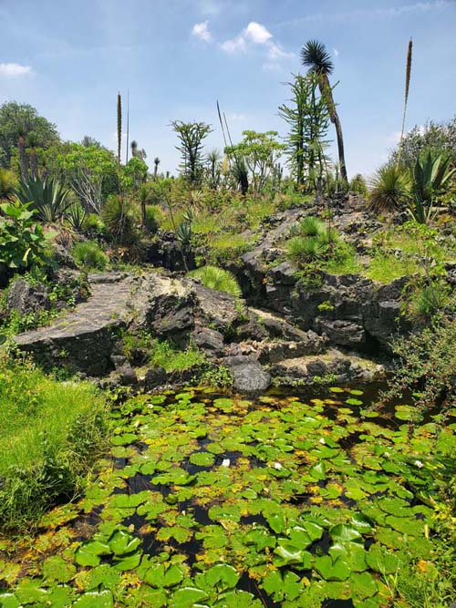 Jardín Botánico del IB-UNAM, Ciudad Universitaria, Mexico City/Ciudad de México, Mexico, September 4, 2023
