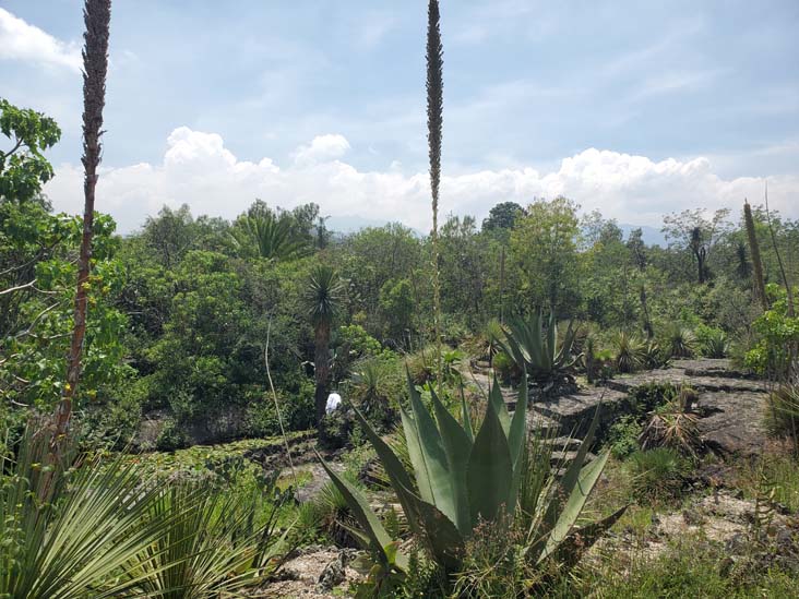 Jardín Botánico del IB-UNAM, Ciudad Universitaria, Mexico City/Ciudad de México, Mexico, September 4, 2023