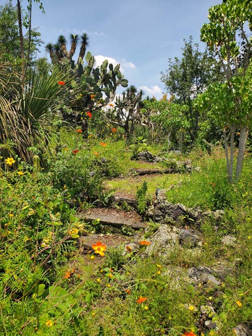 Jardín Botánico del IB-UNAM, Ciudad Universitaria, Mexico City/Ciudad de México, Mexico, September 4, 2023