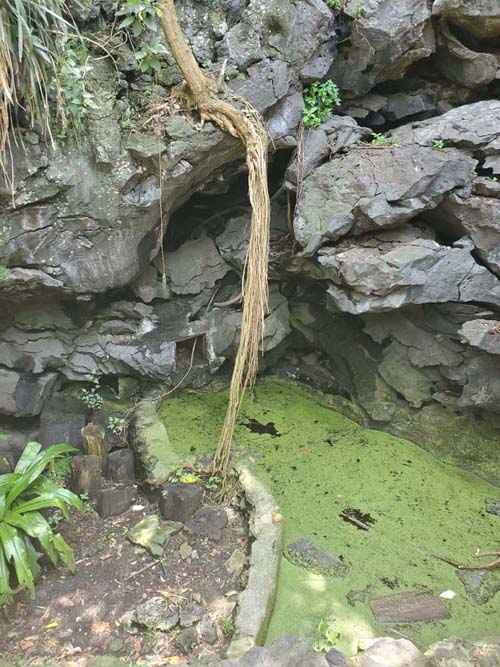 Jardín Botánico del IB-UNAM, Ciudad Universitaria, Mexico City/Ciudad de México, Mexico, September 4, 2023