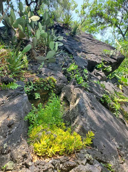 Jardín Botánico del IB-UNAM, Ciudad Universitaria, Mexico City/Ciudad de México, Mexico, September 4, 2023