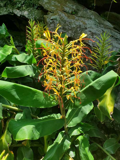 Jardín Botánico del IB-UNAM, Ciudad Universitaria, Mexico City/Ciudad de México, Mexico, September 4, 2023