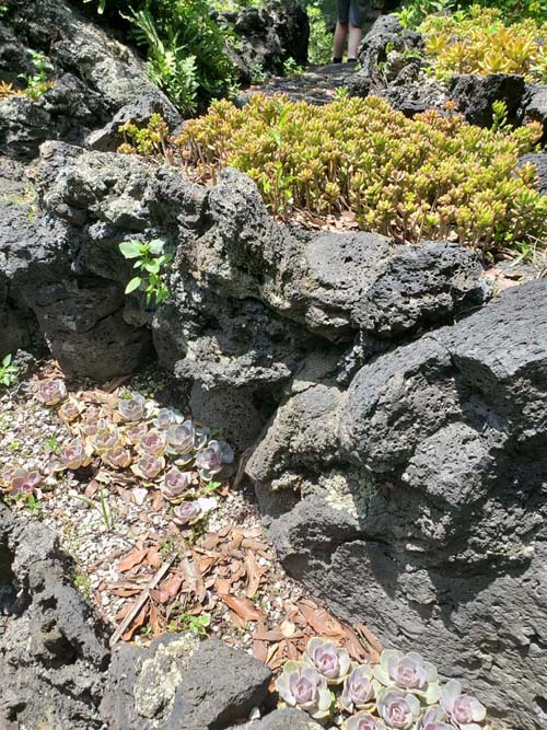 Jardín Botánico del IB-UNAM, Ciudad Universitaria, Mexico City/Ciudad de México, Mexico, September 4, 2023