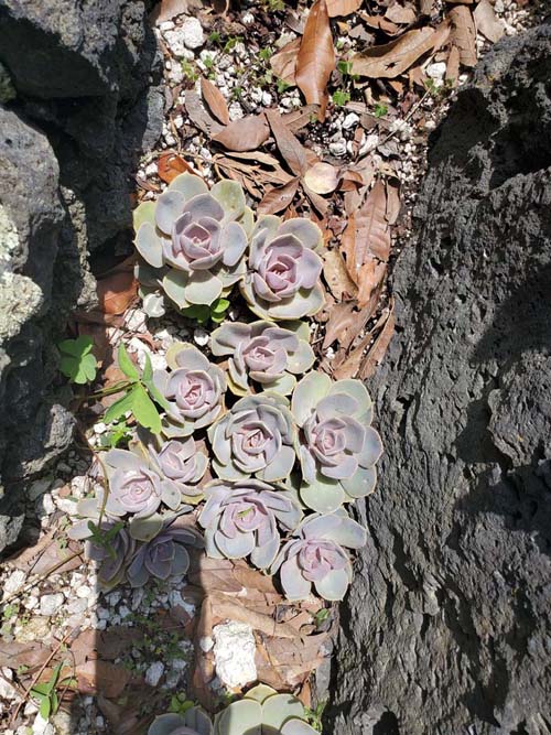 Jardín Botánico del IB-UNAM, Ciudad Universitaria, Mexico City/Ciudad de México, Mexico, September 4, 2023