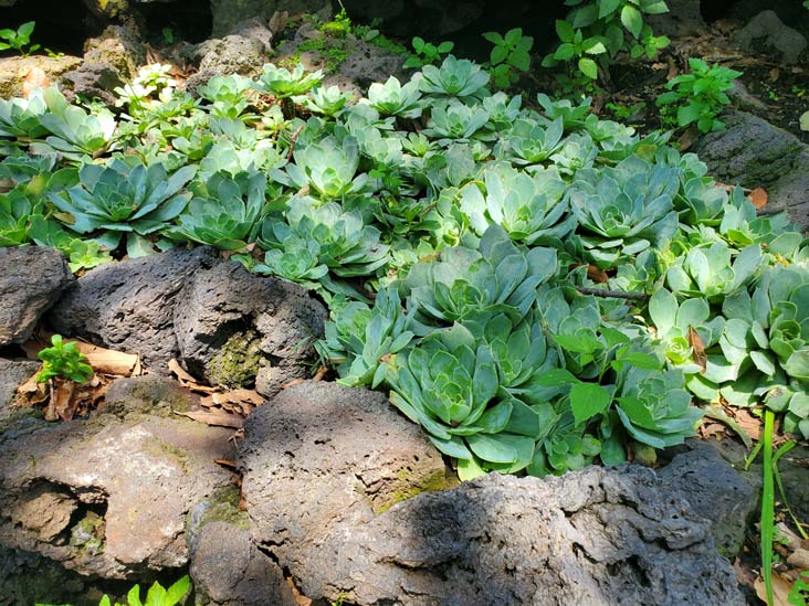 Jardín Botánico del IB-UNAM, Ciudad Universitaria, Mexico City/Ciudad de México, Mexico, September 4, 2023