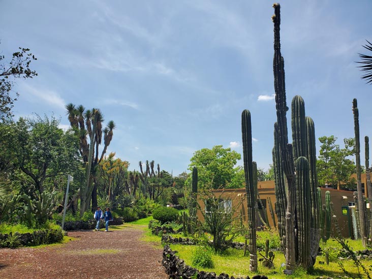 Jardín Botánico del IB-UNAM, Ciudad Universitaria, Mexico City/Ciudad de México, Mexico, September 4, 2023
