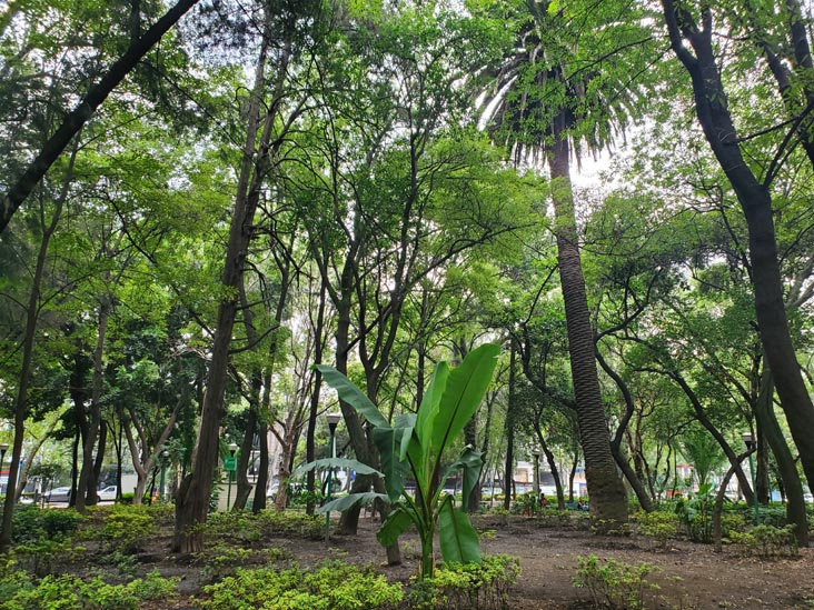 Parque España, Condesa, Mexico City/Ciudad de México, Mexico, August 10, 2021