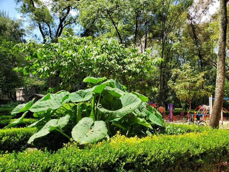 Parque México, Condesa, Mexico City/Ciudad de México, Mexico, August 15, 2021