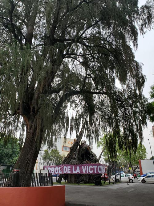 Plaza El Árbol de la Noche Triste/Plaza de la Noche Victoriosa, Calzada México-Tacuba, Popotla, Mexico City/Ciudad de México, Mexico, August 27, 2021