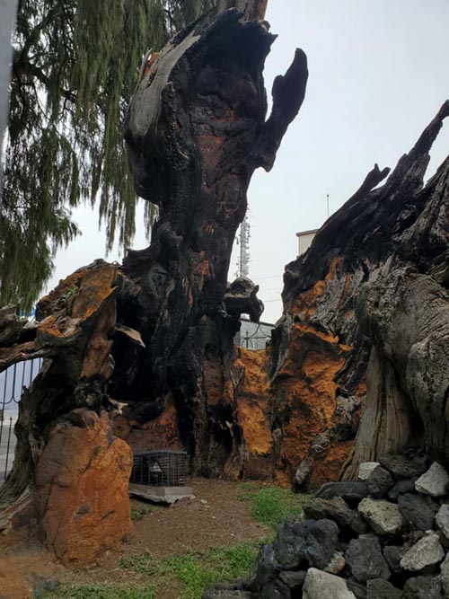 Plaza El Árbol de la Noche Triste/Plaza de la Noche Victoriosa, Calzada México-Tacuba, Popotla, Mexico City/Ciudad de México, Mexico, August 27, 2021