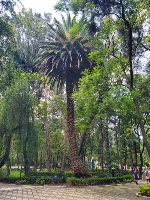 Jardín Ramón López Velarde, Colonia Roma, Mexico City/Ciudad de México, Mexico, September 2, 2023