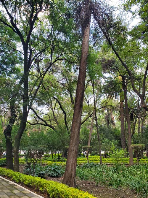 Jardín Ramón López Velarde, Colonia Roma, Mexico City/Ciudad de México, Mexico, September 2, 2023